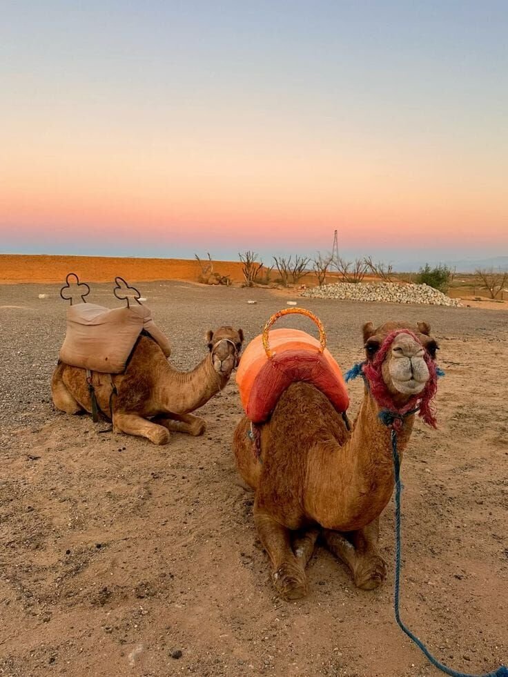 Quad Camel and Dinner Show Experience in Agafay Desert
