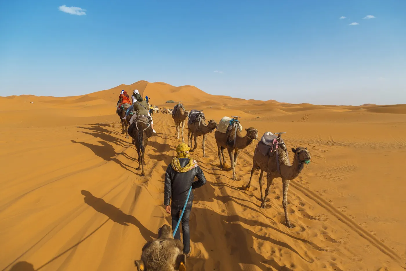 Camel caravan on the Sahara dunes Camel caravan on the Sahara dunes