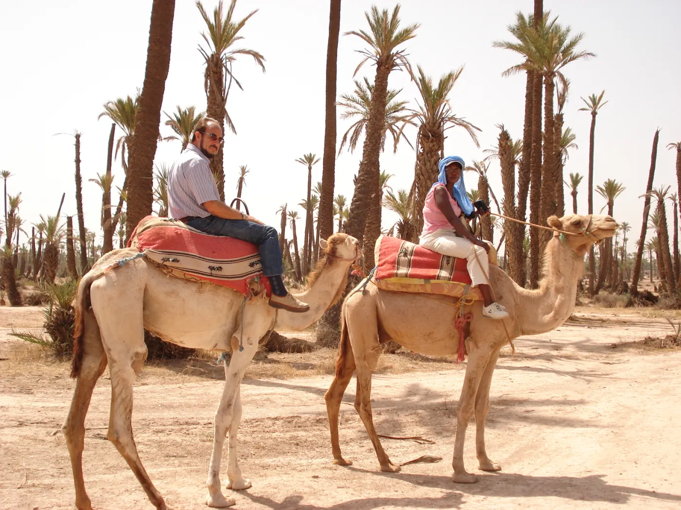 Camel ride along a palm grove