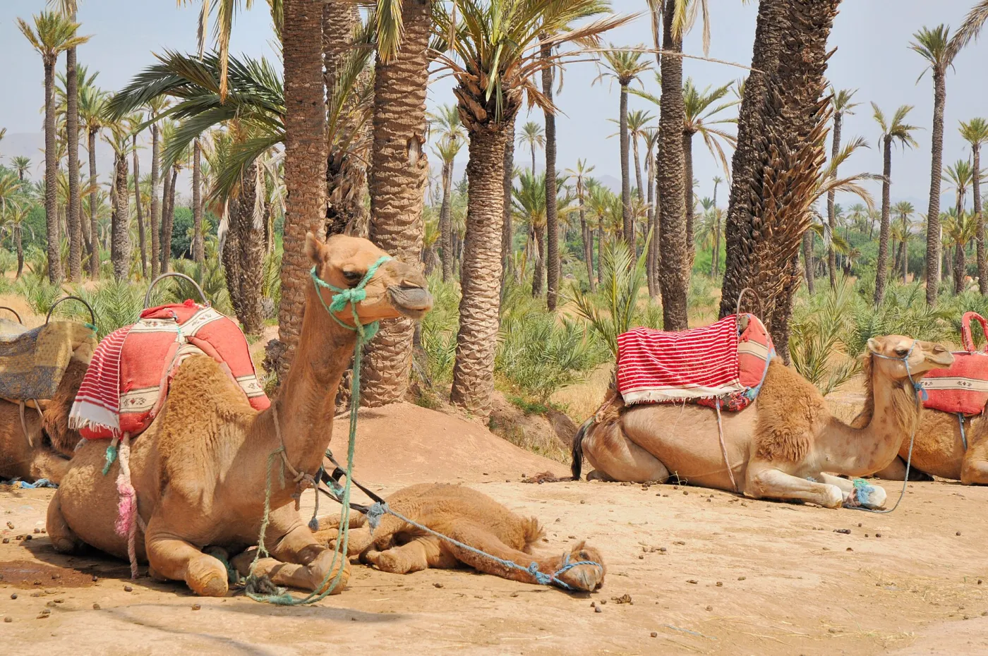 Camels resting under the date palms of the Palmeraie, Marrakech