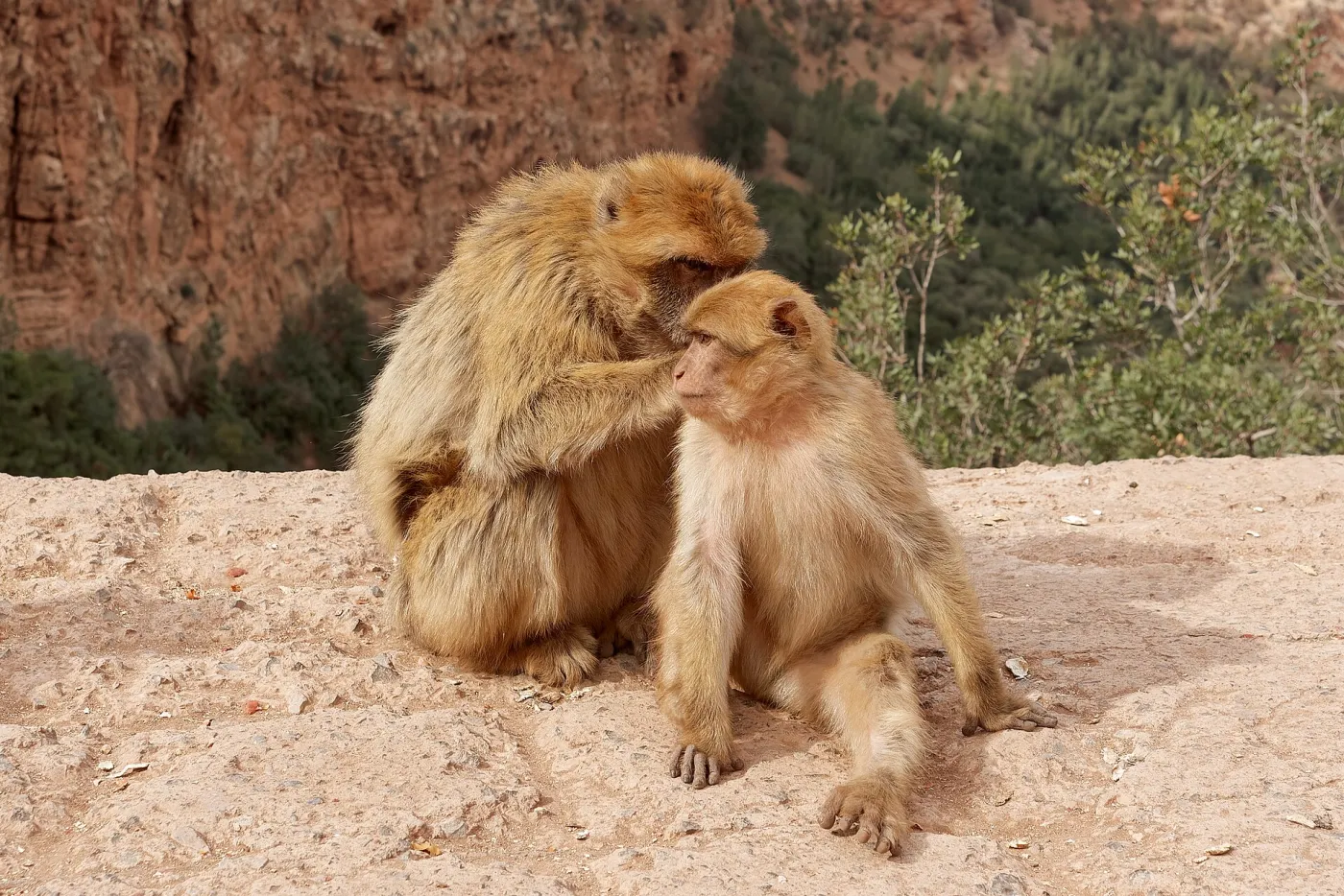 Barbary macaques grooming at Ouzoud Falls