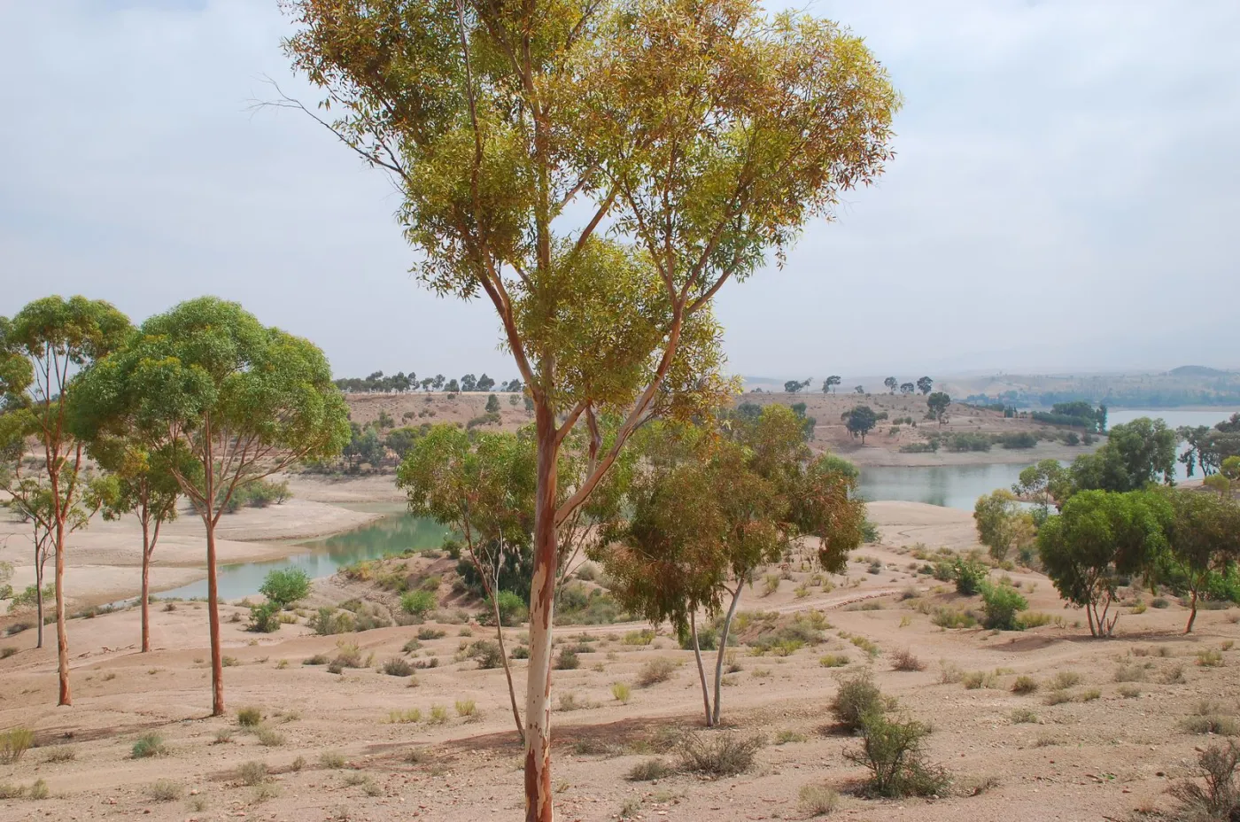 Eucalyptus trees on the shore of Lalla Takerkoust lake