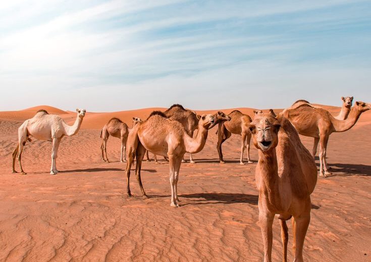 3 Days Camel trekking Merzouga