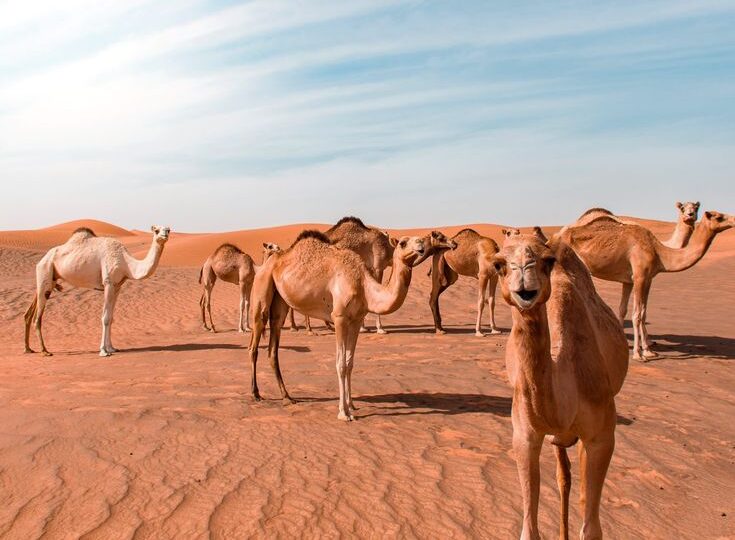 Marrakech local agency
