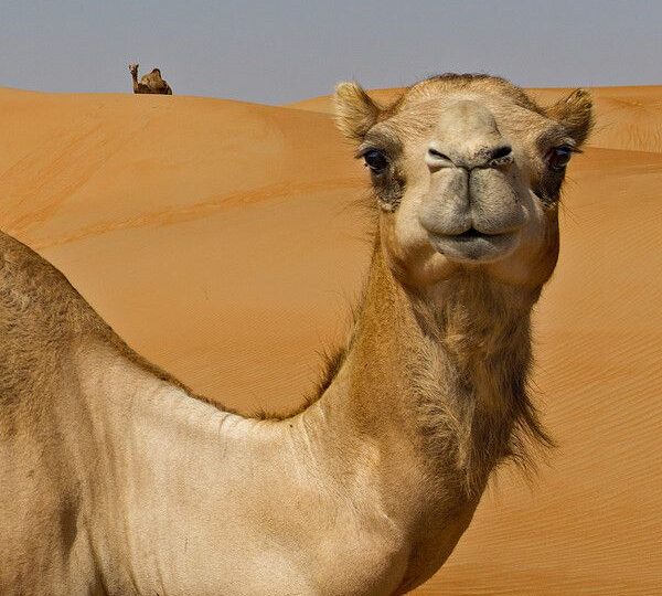 Morocco trekking tours